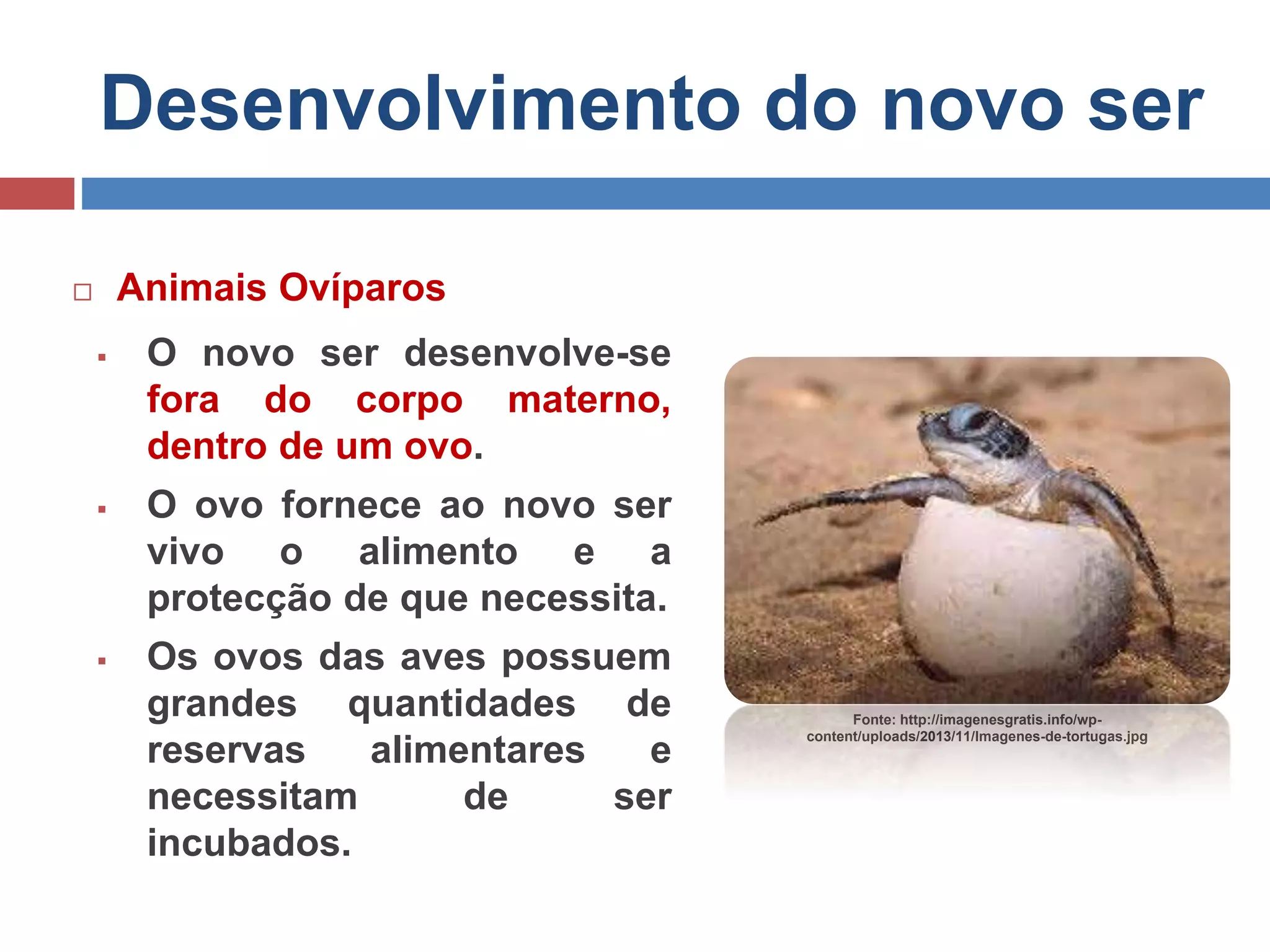 Desenvolvimento do novo ser
 Animais Ovíparos
 O novo ser desenvolve-se
fora do corpo materno,
dentro de um ovo.
 O ovo fornece ao novo ser
vivo o alimento e a
protecção de que necessita.
 Os ovos das aves possuem
grandes quantidades de
reservas alimentares e
necessitam de ser
incubados.
Fonte: http://imagenesgratis.info/wp-
content/uploads/2013/11/Imagenes-de-tortugas.jpg
 