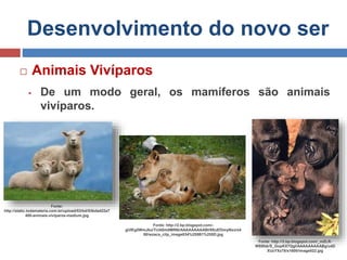 Reprodução dos Animais | PPTX