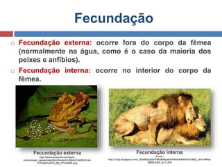 Reprodução dos Animais | PPTX