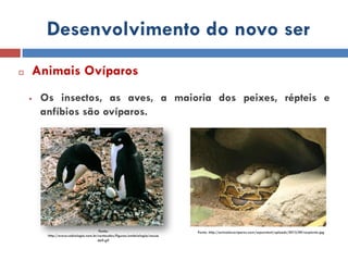 reproduoanimais c.n 8º ano.pdfreproduoanimais | PDF