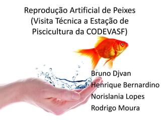 Reprodução Artificial de Peixes
(Visita Técnica a Estação de
Piscicultura da CODEVASF)
Bruno Djvan
Henrique Bernardino
Norislania Lopes
Rodrigo Moura
 