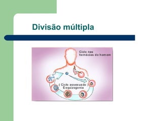 Divisão múltipla 