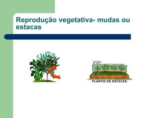Reprodução vegetativa- mudas ou estacas 