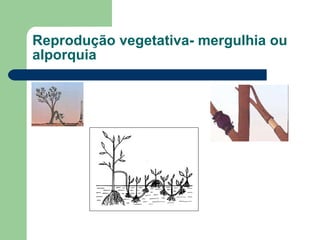 Reprodução vegetativa- mergulhia ou alporquia 