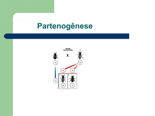 Partenogênese 