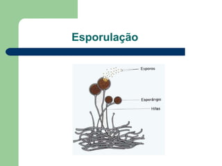 Esporulação 