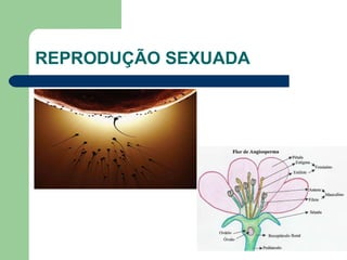 REPRODUÇÃO SEXUADA 