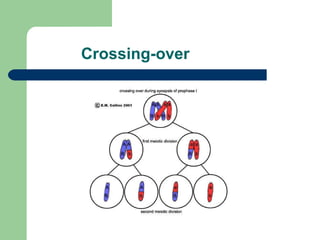 Crossing-over 