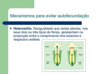Mecanismos para evitar autofecundação Heterostilia : Desigualdade que certas plantas, nos seus dois ou três tipos de flores, apresentam na proporção entre o comprimento dos estames e respectivo estilete  