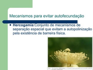 Mecanismos para evitar autofecundação Hercogamia :Conjunto de mecanismos de separação espacial que evitam a autopolinização pela existência de barreira física. 