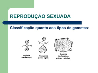 REPRODUÇÃO SEXUADA Classificação quanto aos tipos de gametas : 