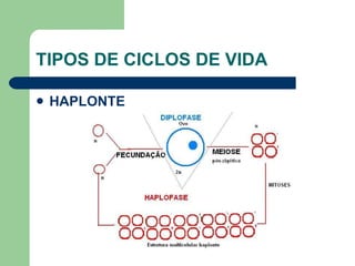TIPOS DE CICLOS DE VIDA HAPLONTE 