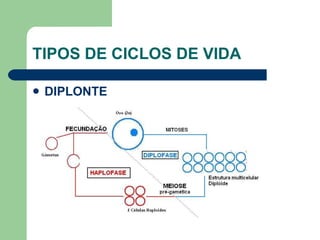 TIPOS DE CICLOS DE VIDA DIPLONTE 