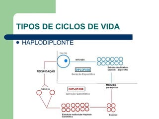TIPOS DE CICLOS DE VIDA HAPLODIPLONTE 