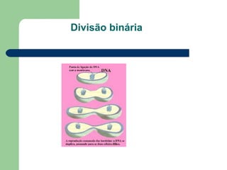 Divisão binária 