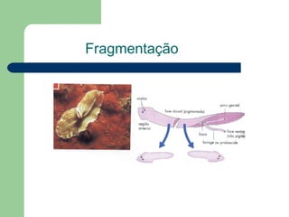 Fragmentação   
