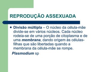 REPRODUÇÃO ASSEXUADA Divisão múltipla  – O  núcleo  da célula-mãe divide-se em vários núcleos. Cada núcleo rodeia-se de uma porção de  citoplasma  e de uma  membrana , dando origem às células-filhas que são libertadas quando a membrana da célula-mãe se rompe.  Plasmodium  sp 
