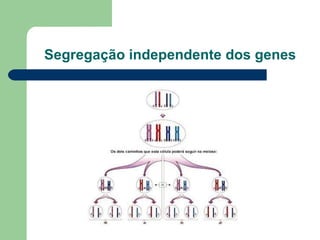 Segregação independente dos genes 