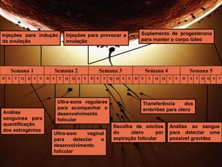 Injeções para indução 
da ovulação 
Injeções para provocar a 
ovulação 
Suplemento de progesterona 
para manter o corpo lúteo 
Semana 1 Semana 2 Semana 3 Semana 4 Semana 5 
D S T Q Q S S D S T Q Q S S D S T Q Q S S D S T Q Q S S D S T Q Q S S 
Análise 
sanguínea para 
quantificação 
dos estrogénios 
Ultra-sons regulares 
para acompanhar o 
desenvolvimento 
folicular 
Ultra-som vaginal 
para detectar o 
desenvolvimento 
folicular 
Transferência dos 
embriões para útero 
Recolha de oócitos 
do útero por 
aspiração folicular 
Análise ao sangue 
para detectar uma 
possível gravidez 
 