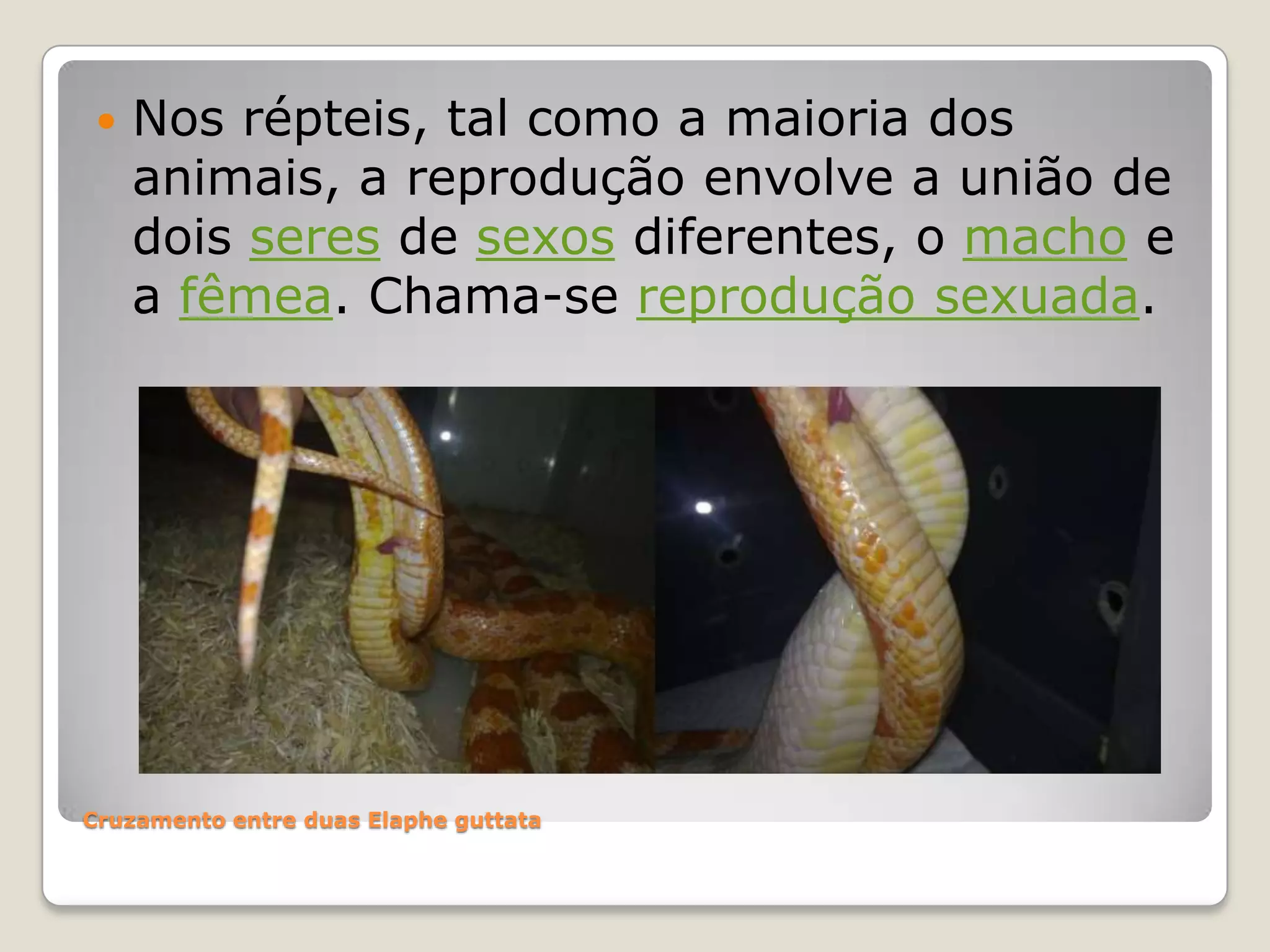 Reprodução cobras | PPT