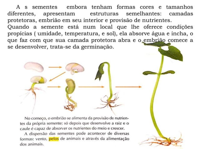 A reprodução das plantas | PPTX