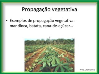 |Profa. Lilian LarrocaPropagação vegetativaExemplos de propagação vegetativa: mandioca, batata, cana-de-açúcar...