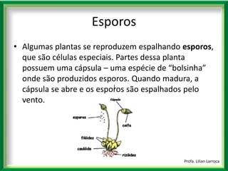 |Profa. Lilian LarrocaEsporosAlgumas plantas se reproduzem espalhando esporos, que são células especiais. Partes dessa planta possuem uma cápsula – uma espécie de “bolsinha” onde são produzidos esporos. Quando madura, a cápsula se abre e os esporos são espalhados pelo vento. 
