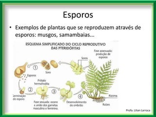 |Exemplos de plantas que se reproduzem através de esporos: musgos, samambaias... Profa. Lilian LarrocaEsporos