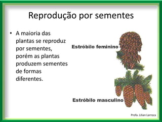 |A maioria das plantas se reproduz por sementes, porém as plantas produzem sementes de formas diferentes. Profa. Lilian LarrocaReprodução por sementes