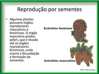 |Algumas plantas possuem órgãos reprodutores masculinos e femininos. O órgão masculino produz pólen, que é levado até os órgãos reprodutores femininos, onde ocorre a fecundação e formação de sementes. Profa. Lilian LarrocaReprodução por sementes