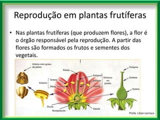 Reprodução das plantas | PPTX