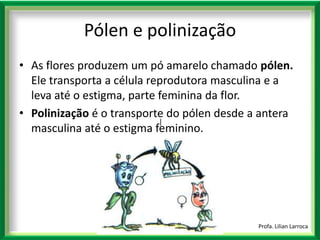 |Profa. Lilian LarrocaPólen e polinizaçãoAs flores produzem um pó amarelo chamado pólen. Ele transporta a célula reprodutora masculina e a leva até o estigma, parte feminina da flor. Polinização é o transporte do pólen desde a antera masculina até o estigma feminino.