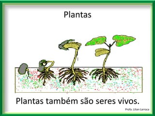 |Plantas também são seres vivos. Profa. Lilian LarrocaPlantas