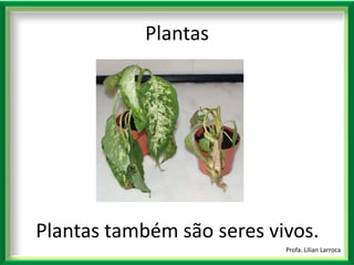 |Plantas também são seres vivos. Profa. Lilian LarrocaPlantas