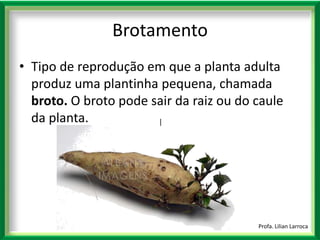 |Profa. Lilian LarrocaBrotamentoTipo de reprodução em que a planta adulta produz uma plantinha pequena, chamada broto. O broto pode sair da raiz ou do caule da planta. 