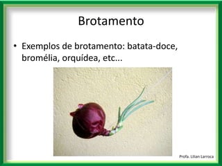 |Profa. Lilian LarrocaBrotamentoExemplos de brotamento: batata-doce, bromélia, orquídea, etc...