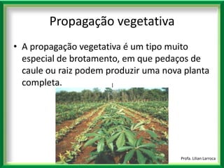 |Profa. Lilian LarrocaPropagação vegetativaA propagação vegetativa é um tipo muito especial de brotamento, em que pedaços de caule ou raiz podem produzir uma nova planta completa.