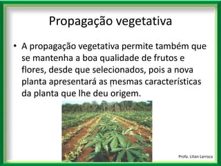 |Profa. Lilian LarrocaPropagação vegetativaA propagação vegetativa permite também que se mantenha a boa qualidade de frutos e flores, desde que selecionados, pois a nova planta apresentará as mesmas características da planta que lhe deu origem.