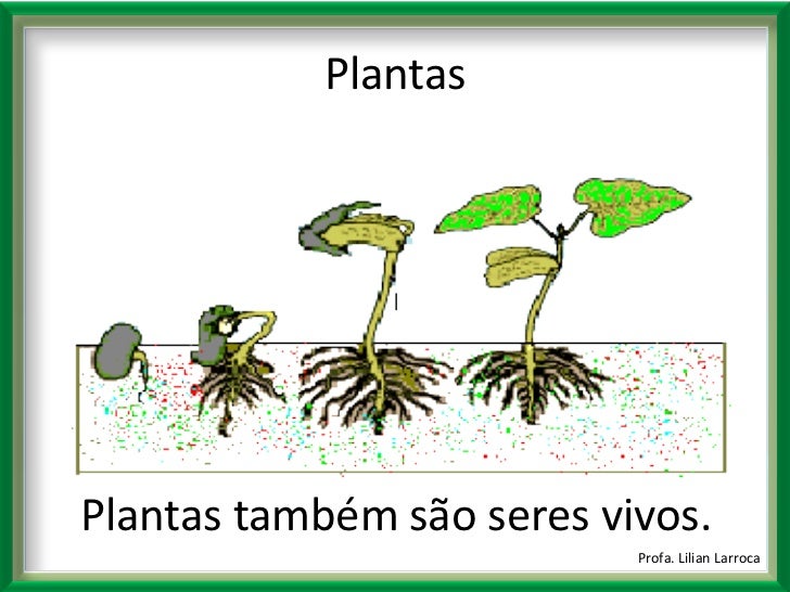 Qual A Principal Maneira Pela Qual Esses Seres Se Reproduzem