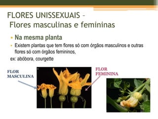 Reprodução das plantas com flor | PPTX