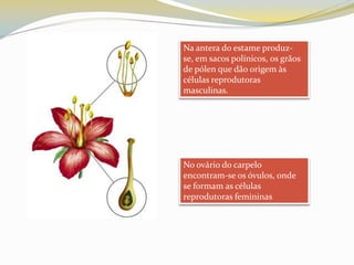 Na antera do estame produz-se, em sacos polínicos, os grãos de pólen que dão origem às células reprodutoras masculinas.No ovário do carpelo encontram-se os óvulos, onde se formam as células reprodutoras femininas