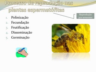 Processo de reprodução nas plantas espermatófitasPolinizaçãoFecundaçãoFrutificaçãoDisseminaçãoGerminaçãoReprodução por sementes