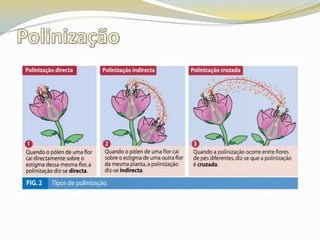 Polinização