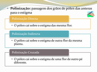 Polinização: passagem dos grãos de pólen das anteras para o estigma