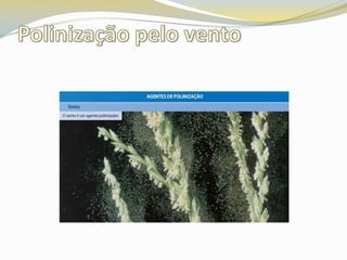 Polinização pelo vento