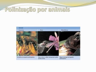 Polinização por animais