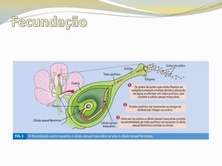 Fecundação