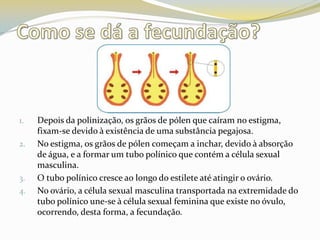 Como se dá a fecundação?Depois da polinização, os grãos de pólen que caíram no estigma, fixam-se devido à existência de uma substância pegajosa.No estigma, os grãos de pólen começam a inchar, devido à absorção de água, e a formar um tubo polínico que contém a célula sexual masculina.O tubo polínico cresce ao longo do estilete até atingir o ovário.No ovário, a célula sexual masculina transportada na extremidade do tubo polínico une-se à célula sexual feminina que existe no óvulo, ocorrendo, desta forma, a fecundação.