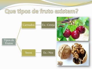 Que tipos de fruto existem?
