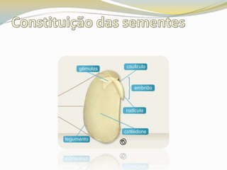 Constituição das sementes